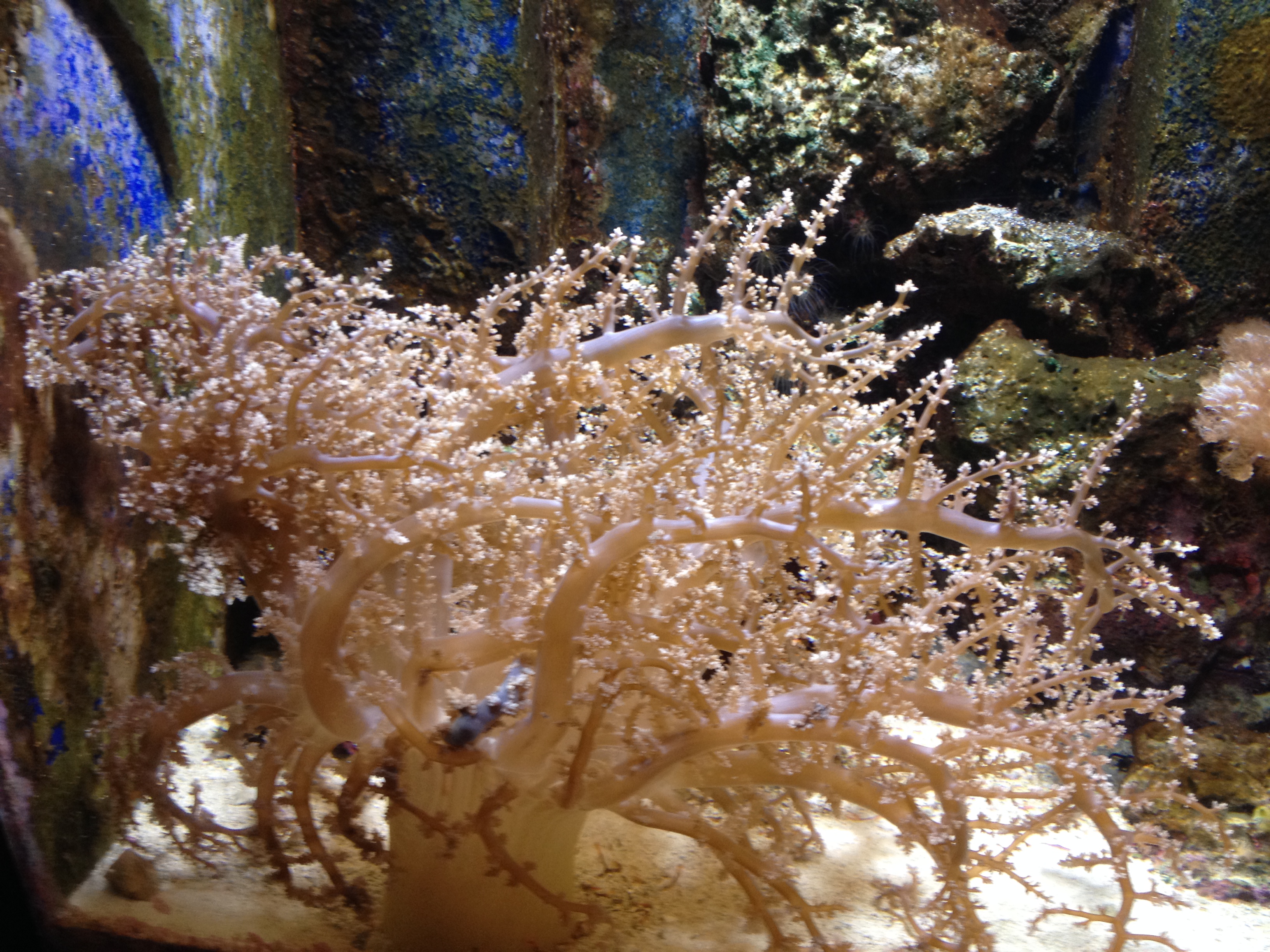 喜欢          引用到评论  海洋博物馆的珊瑚树