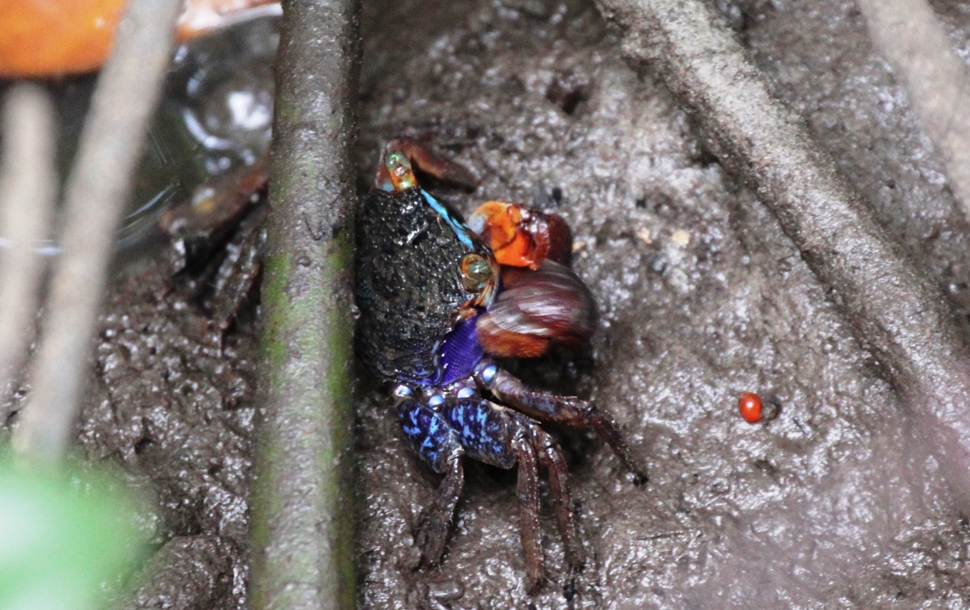 热带风情沙巴游