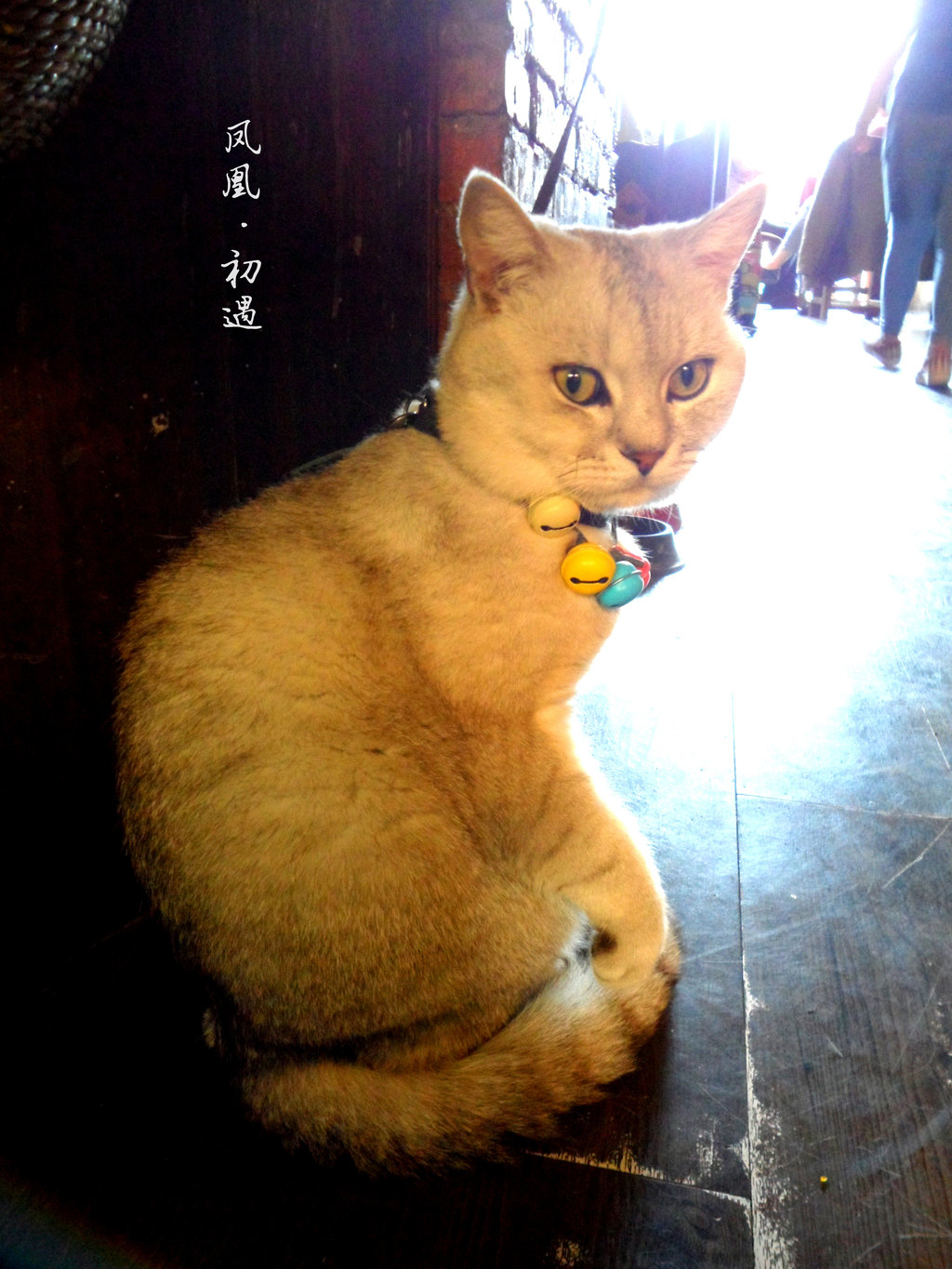 为什么想要去凤凰呢?也没有读过《边城》,也谈不上是一个说走就走的人,只是,时光提醒着我,大学生活即将走到尽头了,恍然发现青春再怎么小心翼翼地捧在手心,也觉挥霍,不如在失去之前,再尽情尽兴地挥霍一番。不需要触及多远的远方,不需要奢侈的旅程,不需要精致的华服,只要一颗年轻的心,带着对生活的热爱,完成一场醉心的逃离。 在凤凰的三天是一场26的梦,对于我来说,26是最为舒适的温度,凤凰是安静也好,喧嚣也罢,置身其中,总能找到一个属于自己的舒适角落。不要轻信别人说凤凰不好玩之类的话,凤凰的魅力本就不是可以用