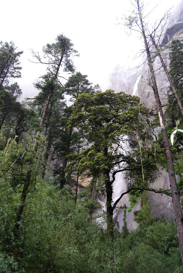 苍松翠柏