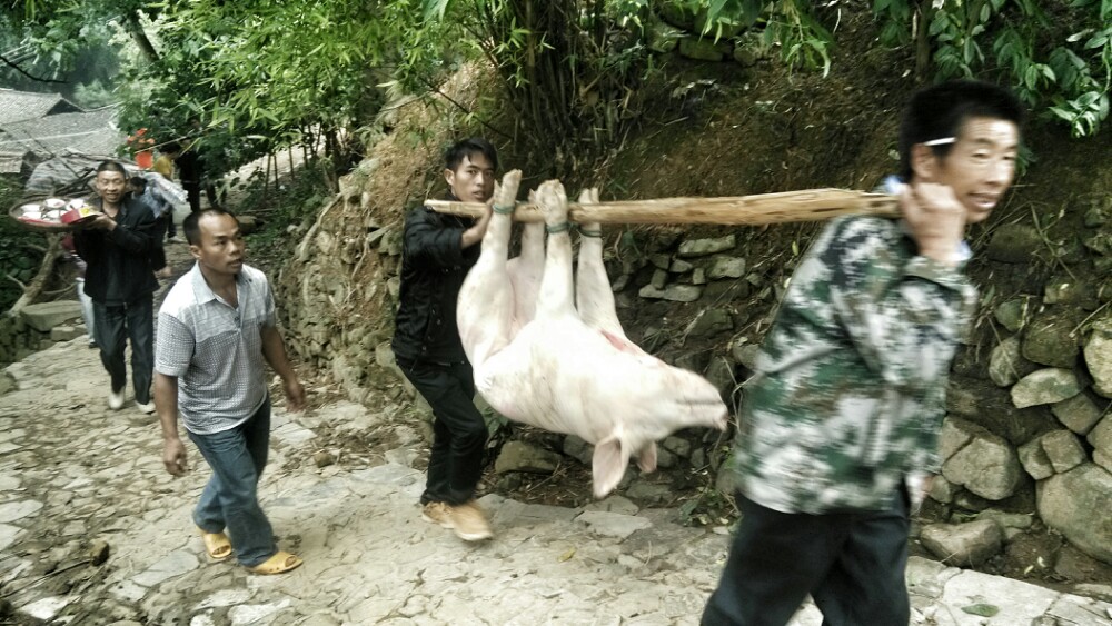       供品小猪被村民们欢快的抬