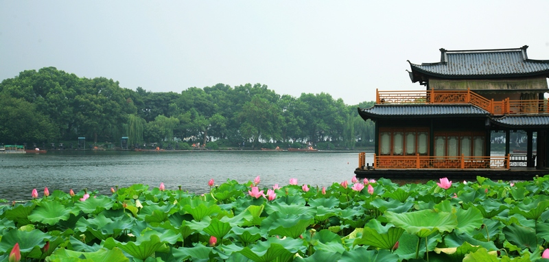 夏天的杭州,曲院风荷的西湖风景