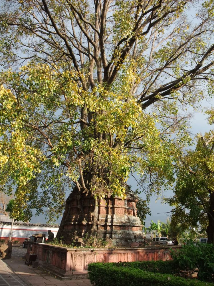 云南游记之勐卧总佛寺