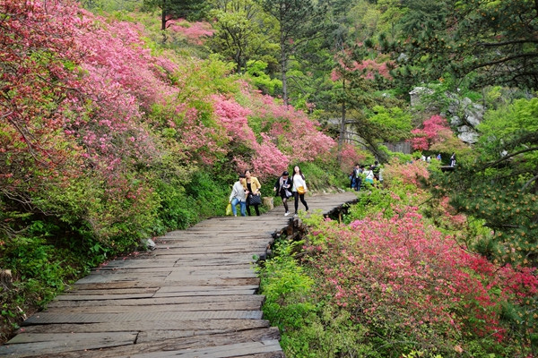 五一,麻城,龟峰山,映山红