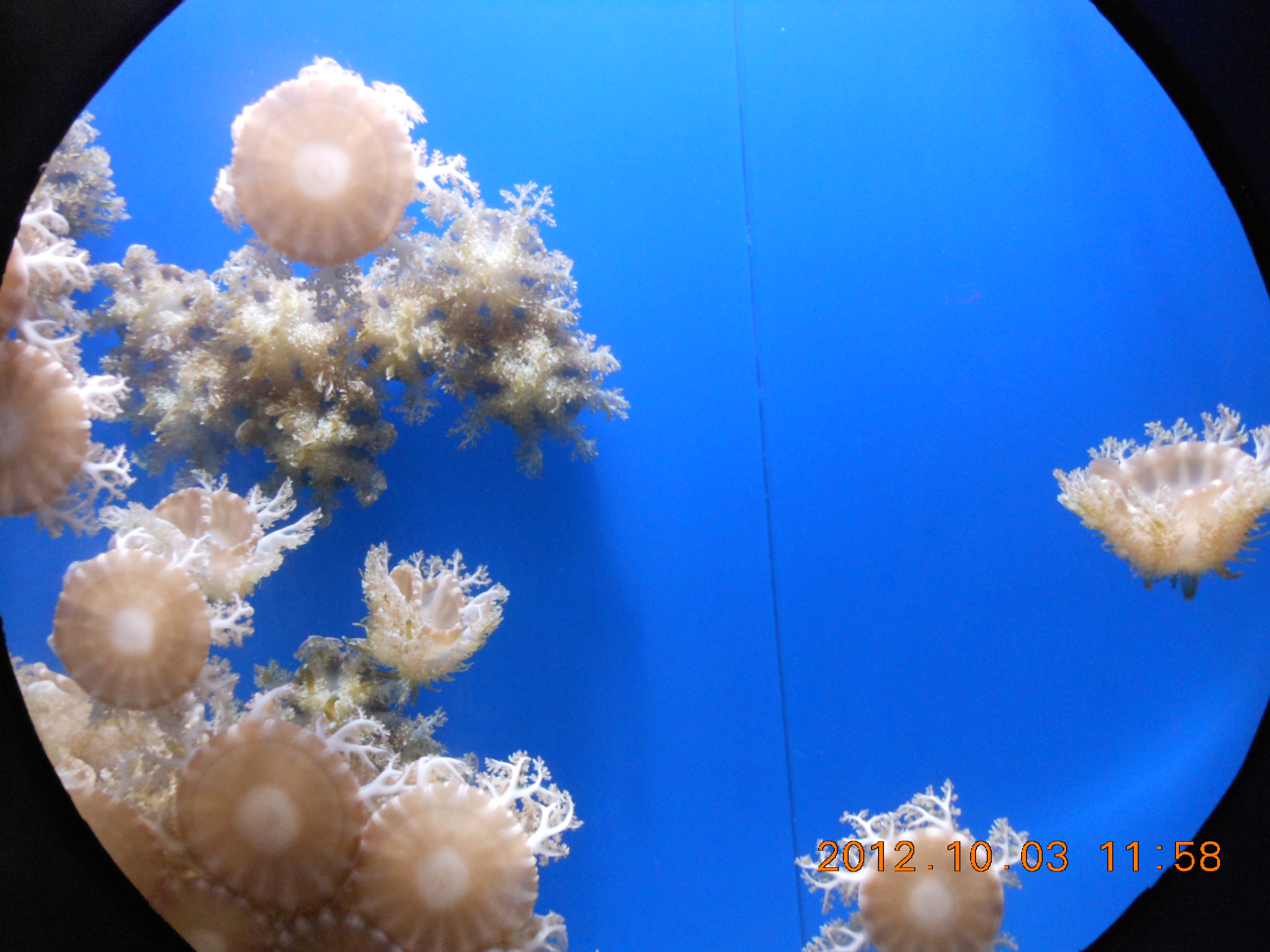 烟台海昌鲸鲨馆