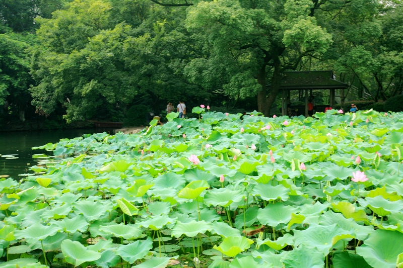 夏天的杭州,曲院风荷的西湖风景