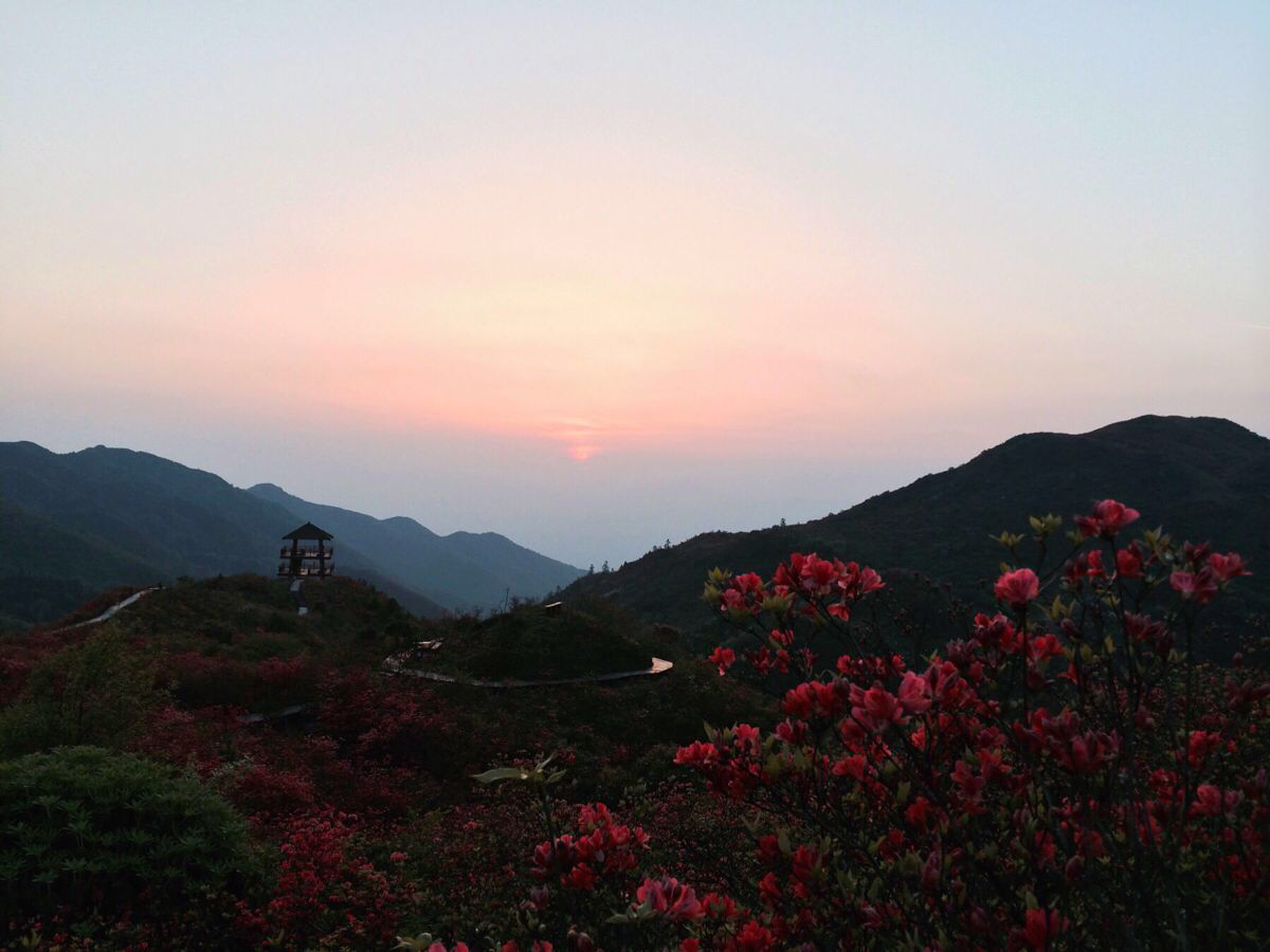 浏阳大围山杜鹃花