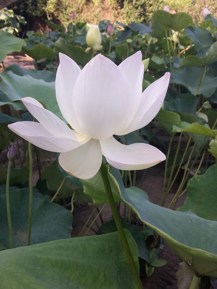 番禺莲花山旅游区是国家4A级旅游区、新世纪羊城八景之一:莲峰观海。除了登顶烧香祈福,拜望海观音宝像,一定不要错过古采石场天然美景!(附莲花山导览图)主要景点有莲花石、燕子岩、八仙岩、莲花岩、观音岩、飞鹰岩、南天门、神仙桥。莲花山古采石场据科学考证是广州南越王墓石料的主要产地,以人工无意夺天工的石景奇观闻名于世,与湖北大冶古铜矿场并称为我国两大古矿场遗址。