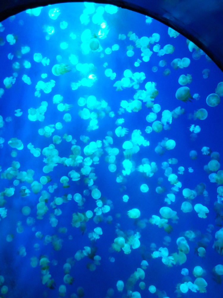 武汉极地海洋公园,武汉极地海洋公园 研究生半价吗,武汉极地海洋公园攻略 - 江油信息网