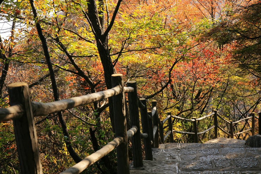 太行秋色,云台山茱萸峰