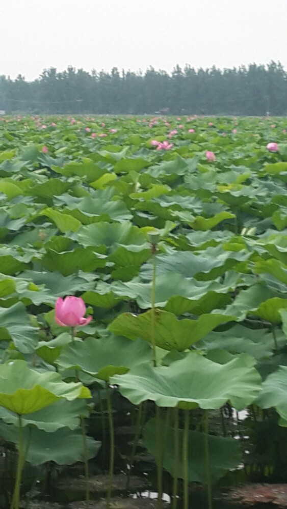 君山野生荷花世界