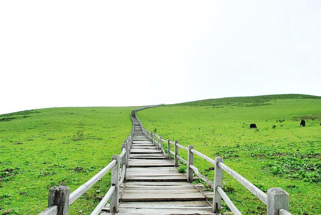 牦牛坪属于高山草甸风光,海拔比云杉坪高,运气好还能看见玉龙雪顶