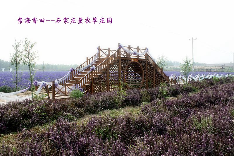 醉在花的海洋--紫海香田薰衣草庄园 - 石家庄游记攻略