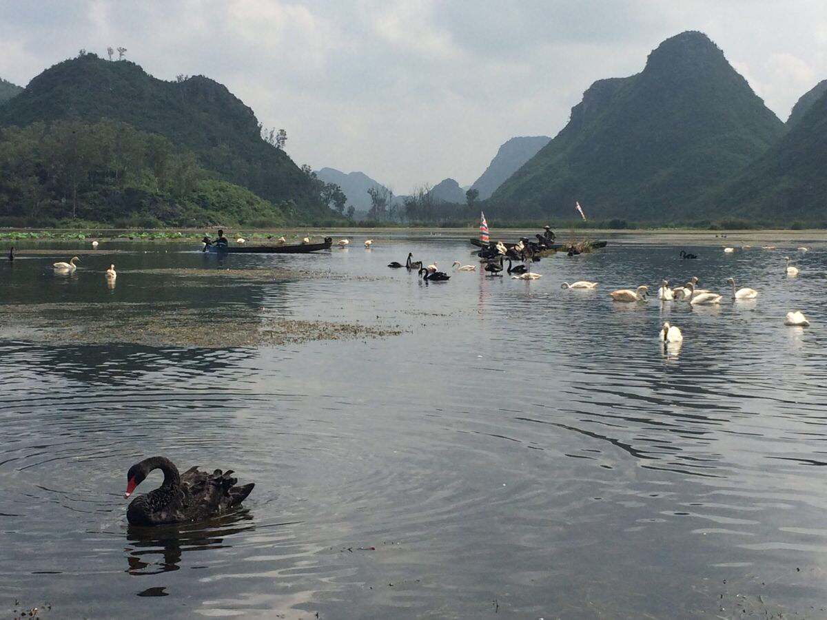 普者黑天鹅湖景区