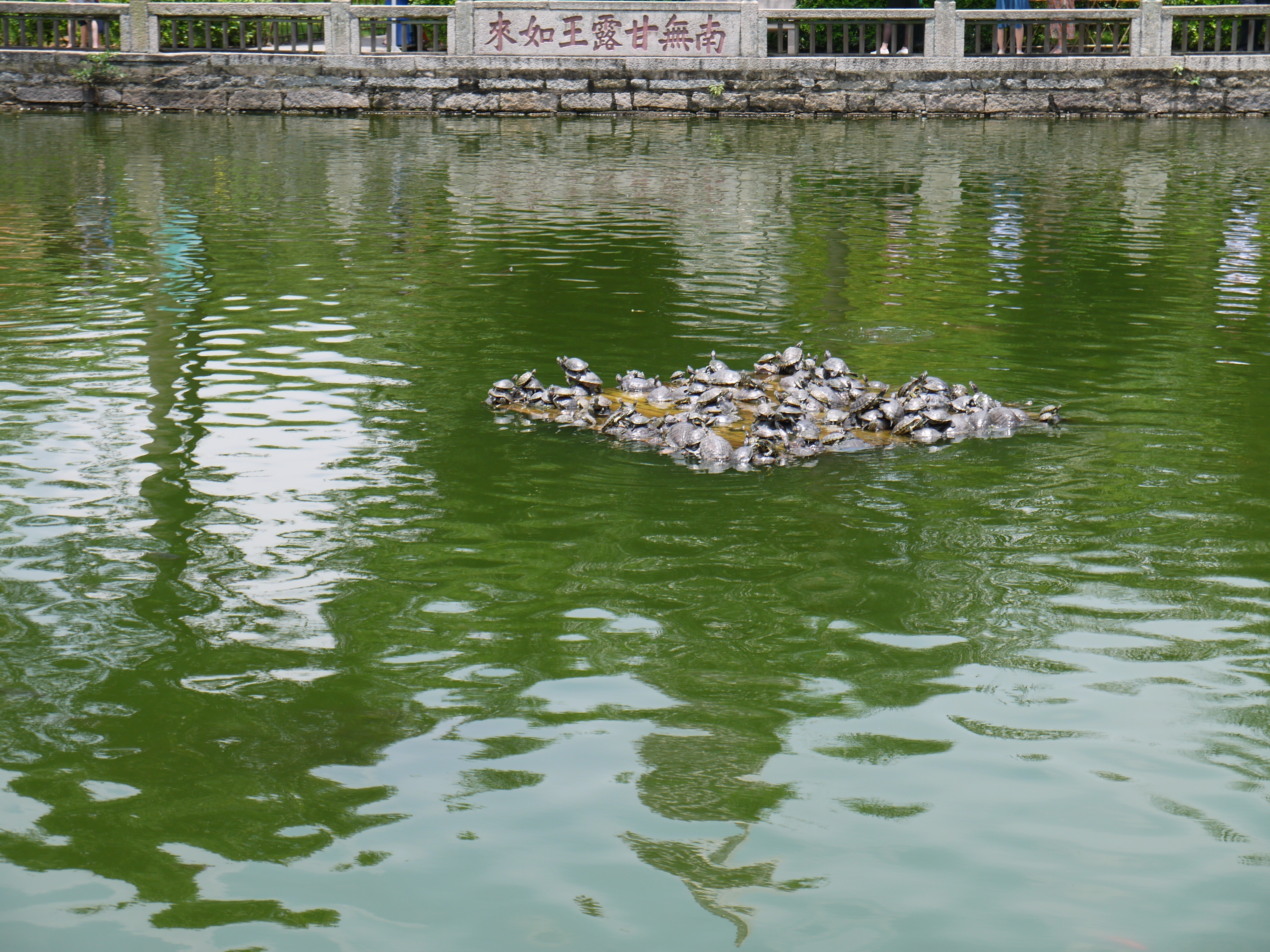 南普陀寺放生池