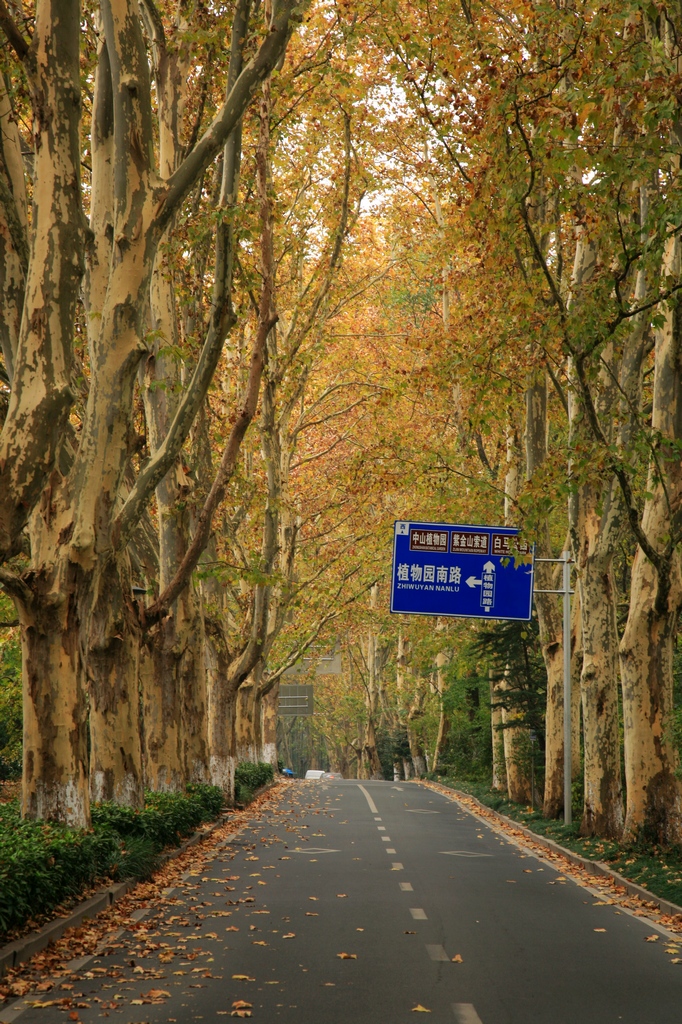 令人眼花缭乱的南京秋色.栖霞山,明孝陵绚丽的色彩