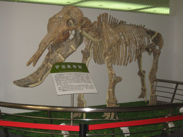 (铲齿象骨架)