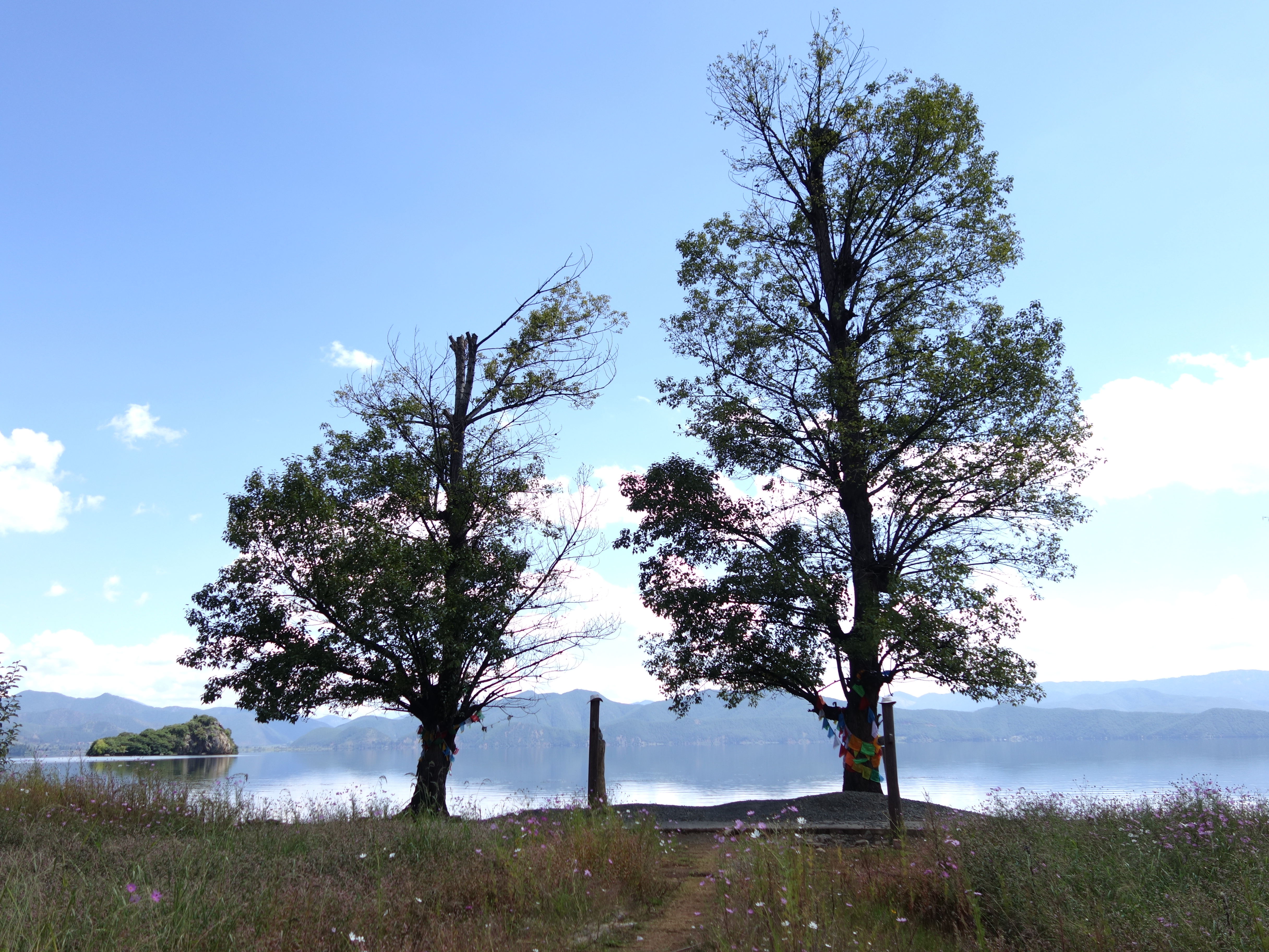 情人树     尼塞村还有个风景是情人树,村名建议我们在山上拍照,这样