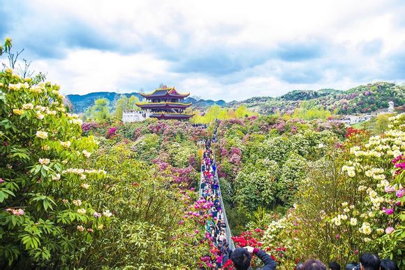 毕节百里杜鹃_毕节自助游攻略_乐途旅游网织金古城v杜鹃攻略图片