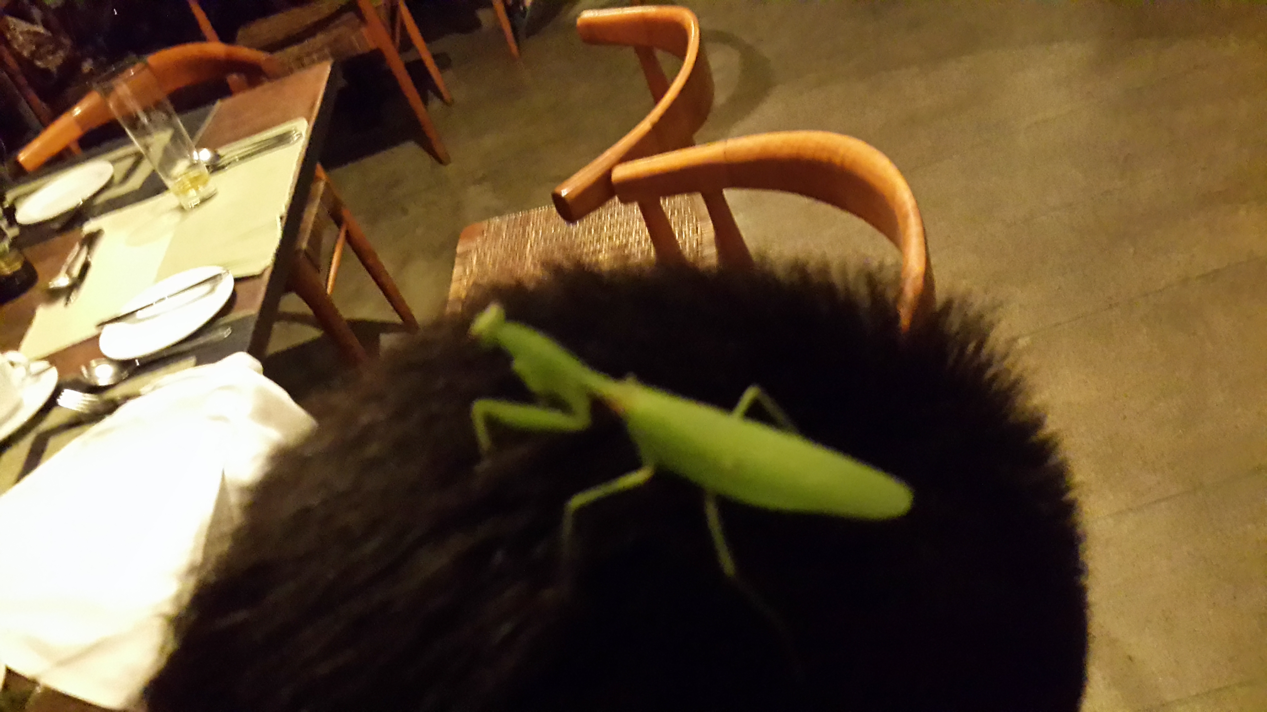 螳螂还飞到客人