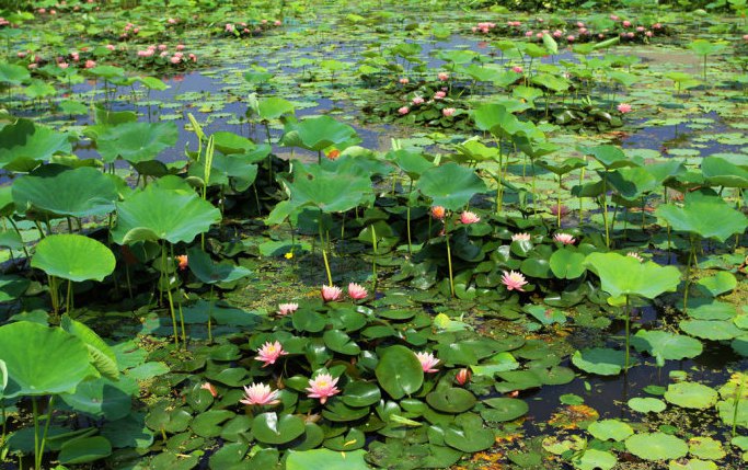 中国泓莹亚沙水生植物园卉游记