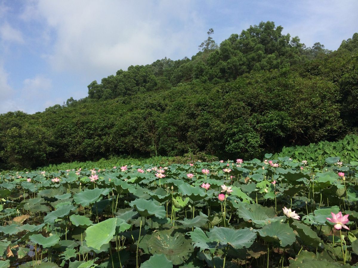 大夫山森林公园