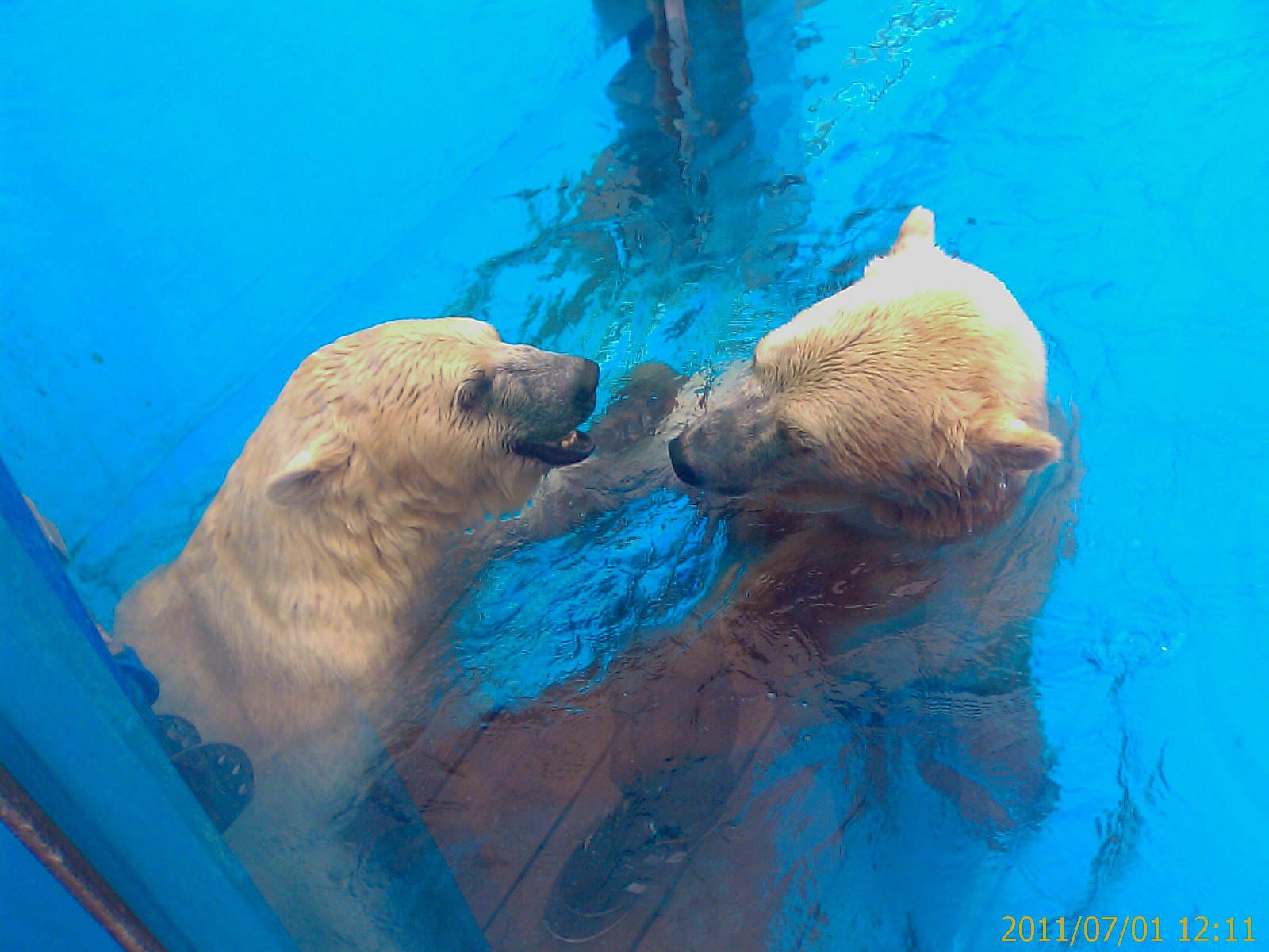 成都海昌极地海洋世界图片