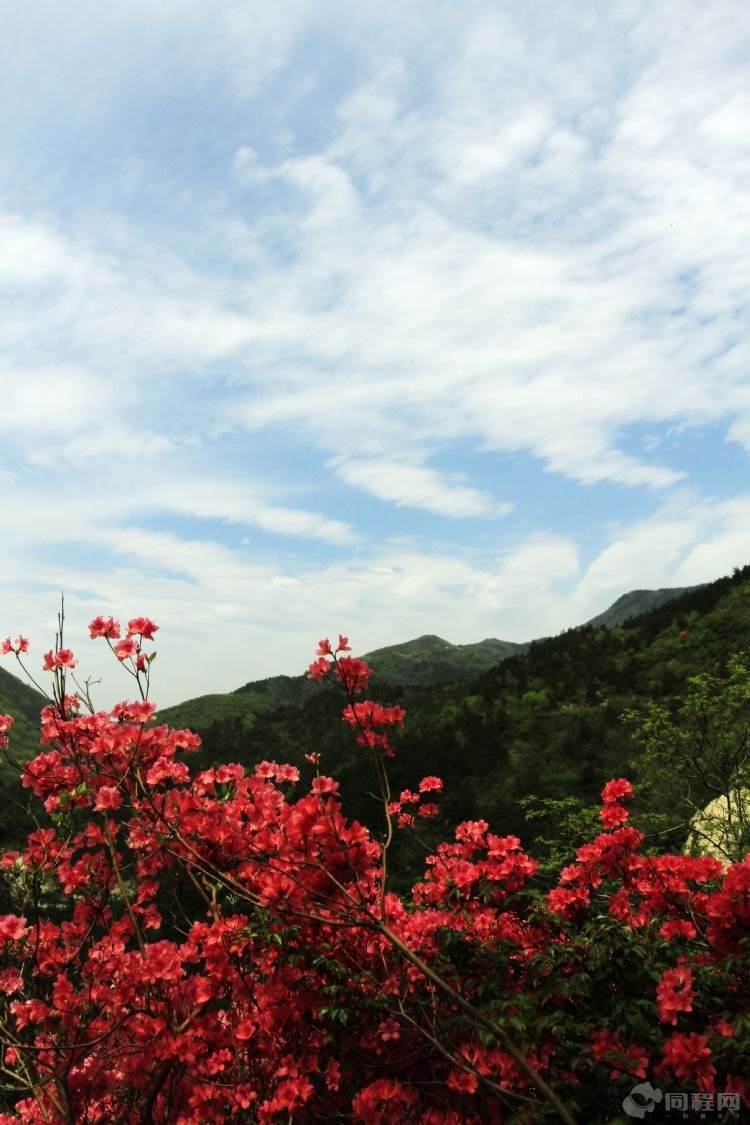 【加油站】云雾山赏花游