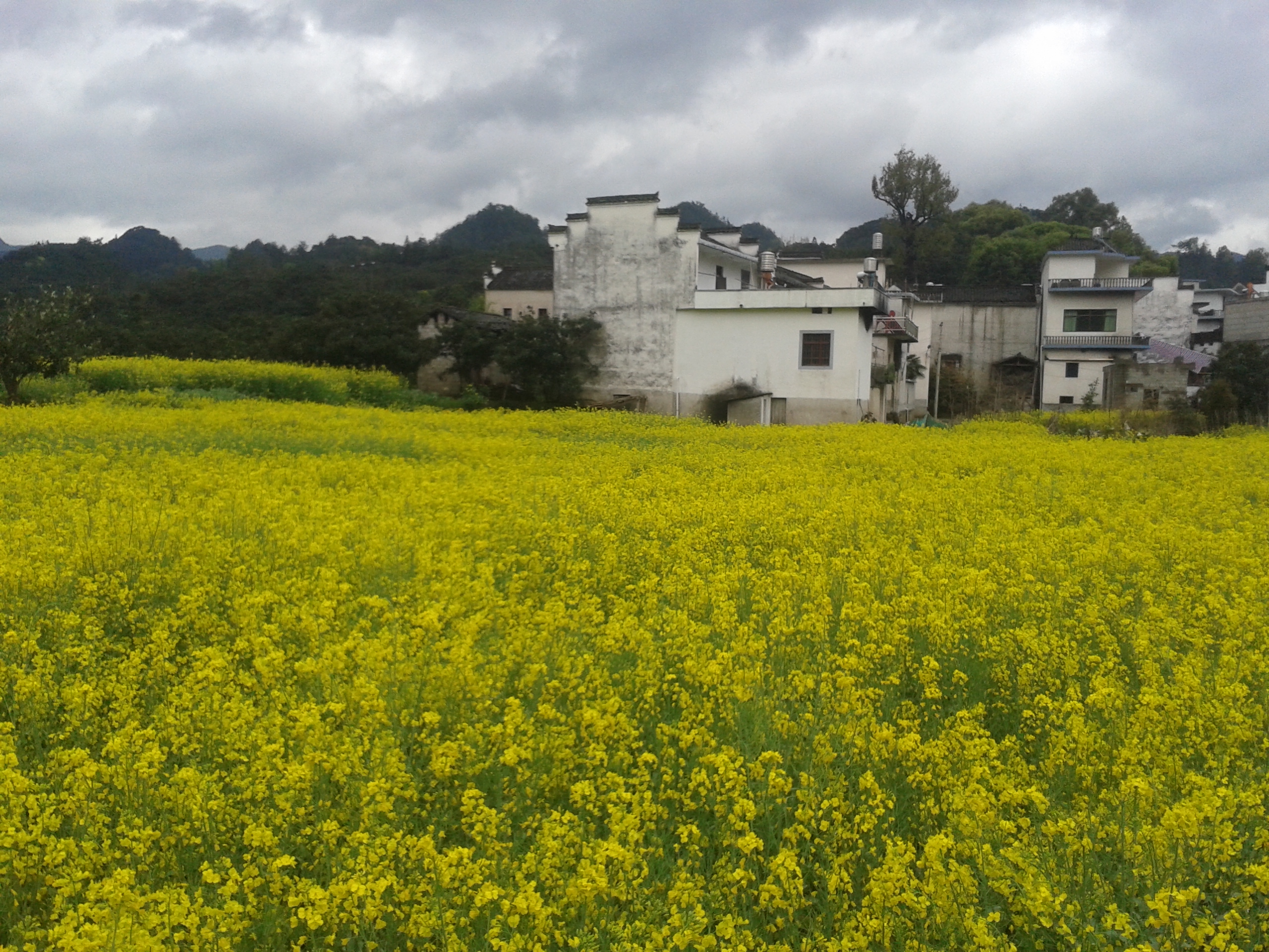 看水墨画中的油菜花 - 安徽游记攻略【携程攻略】