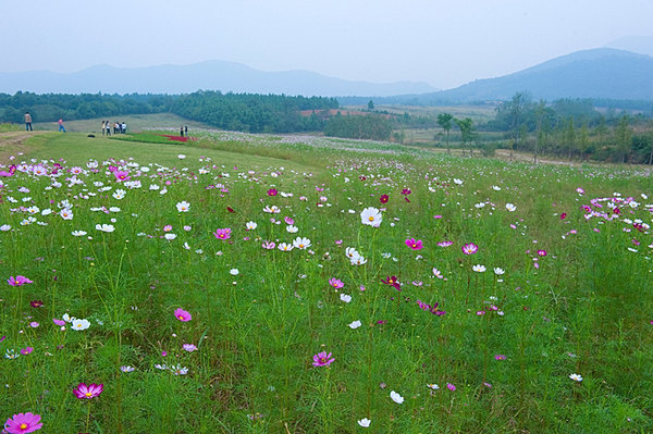 9p青山绿草,百花竞艳