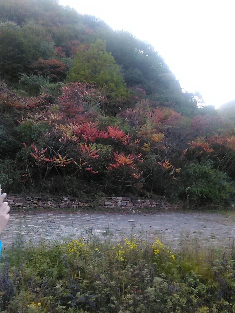 翠枫山自然风景区