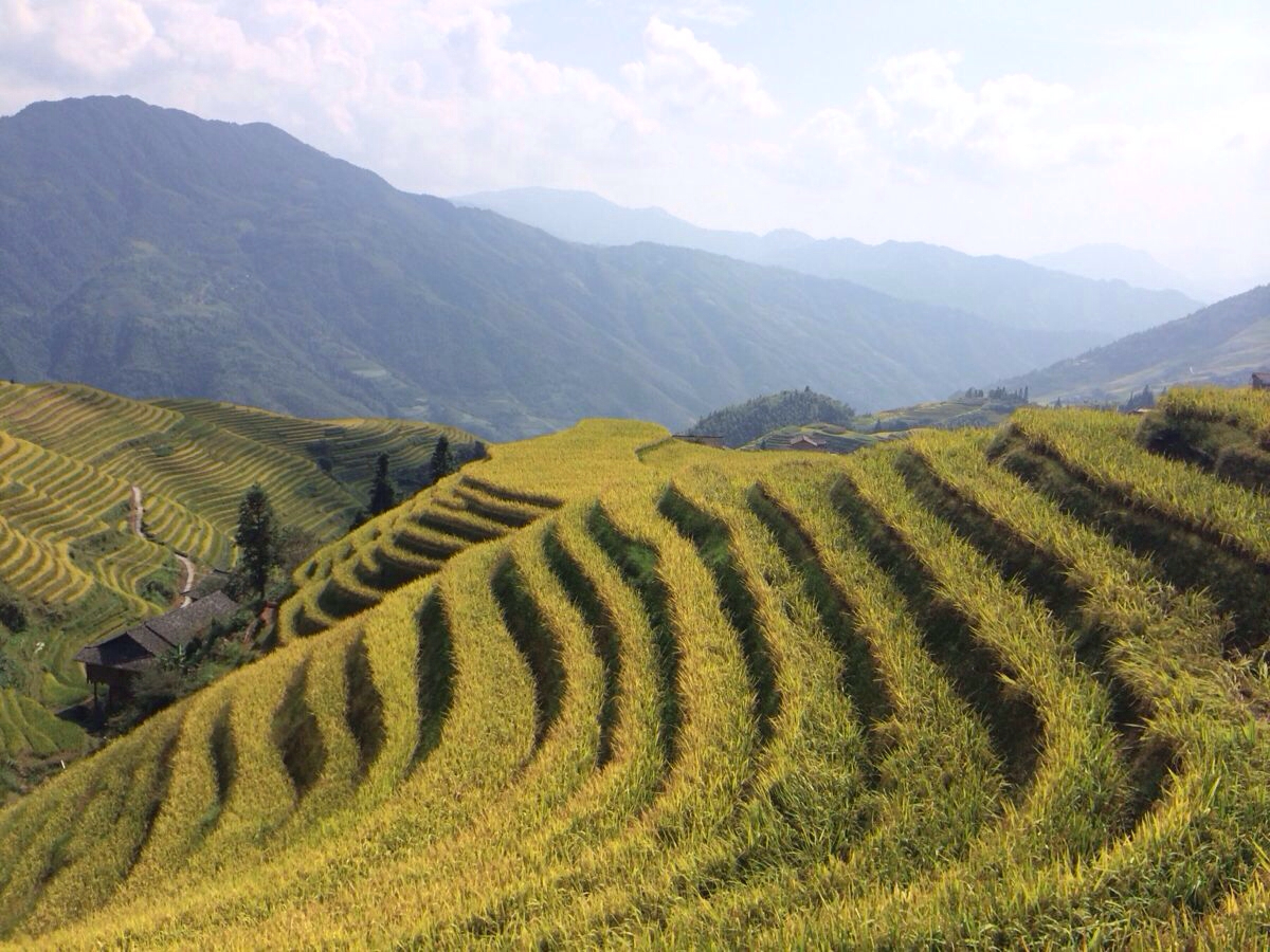 累の旅程二之龙脊金坑(大寨)梯田