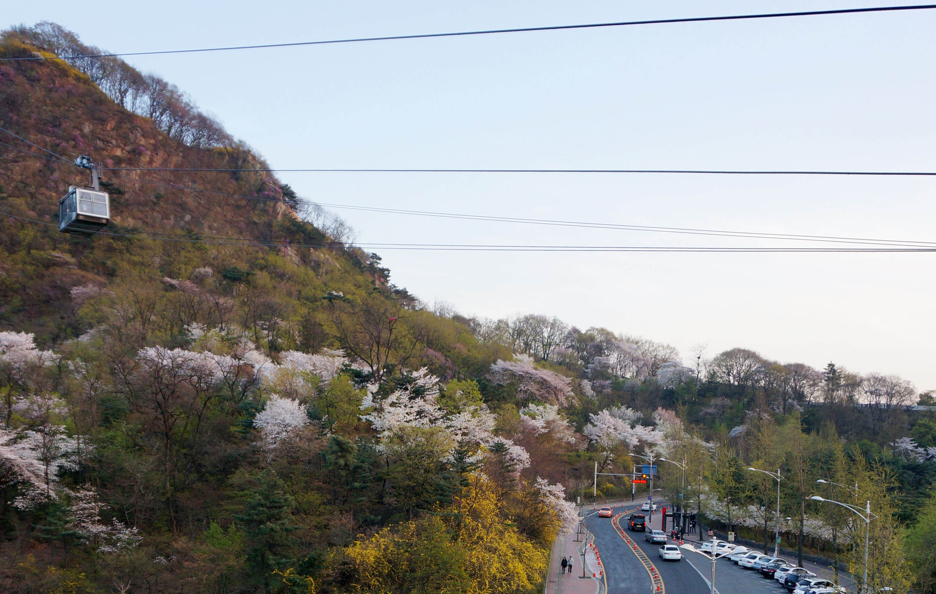 韩国首尔5日自由行·游南山公园 赏樱花海洋