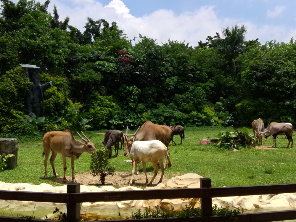 长隆旅游度假区,广州长隆旅游度假区攻略\/地址