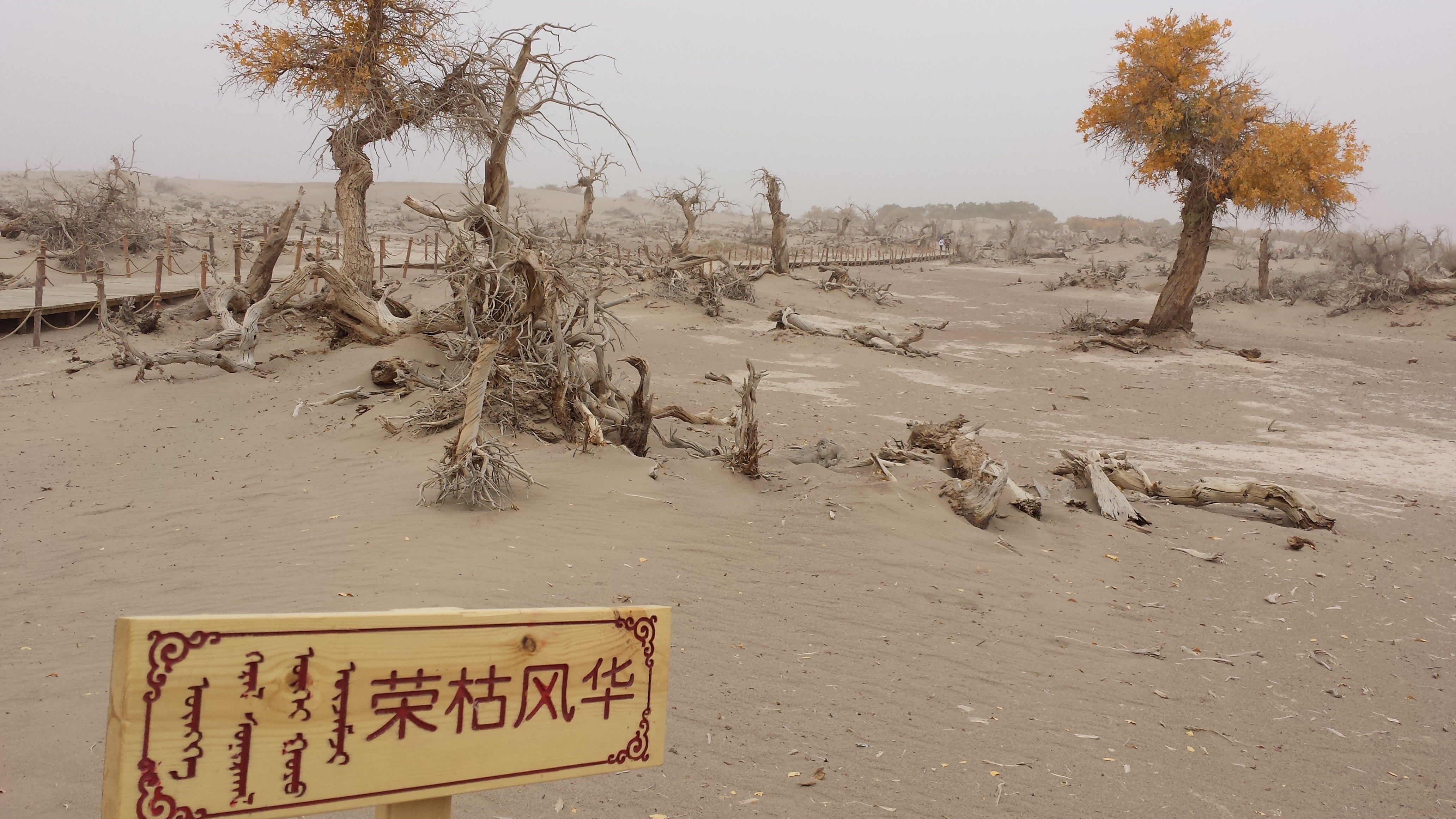                  胡杨,诠释"荣枯