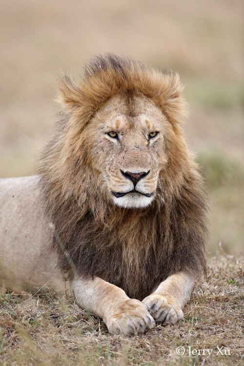 【肯尼亚】狮王争霸!马赛马拉玛莎狮群的终极巅峰较量
