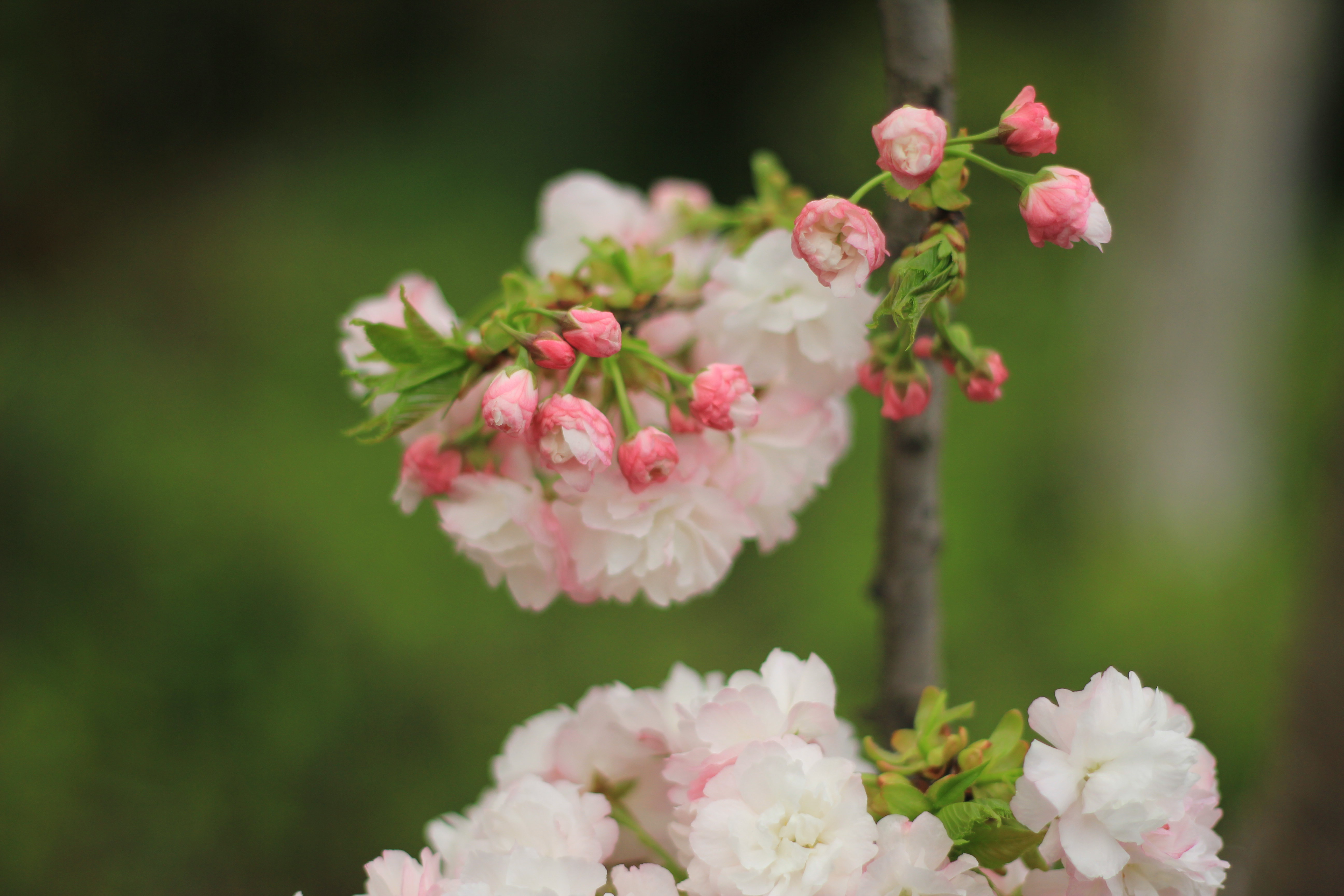 顾村赏樱,繁花似锦