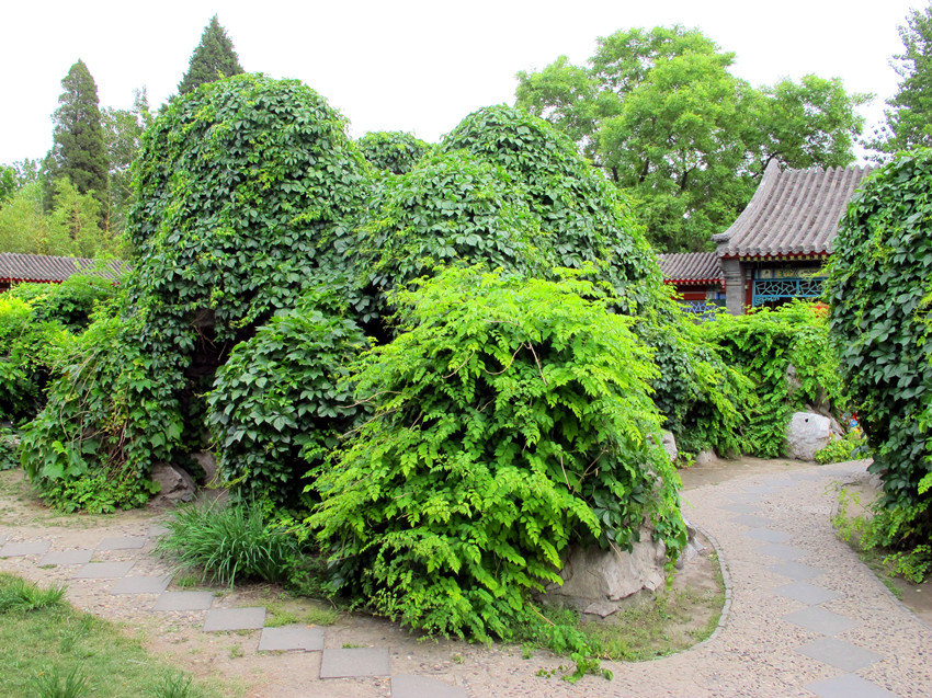 今日大观园(4—奇藤异草,蘅芷清芬