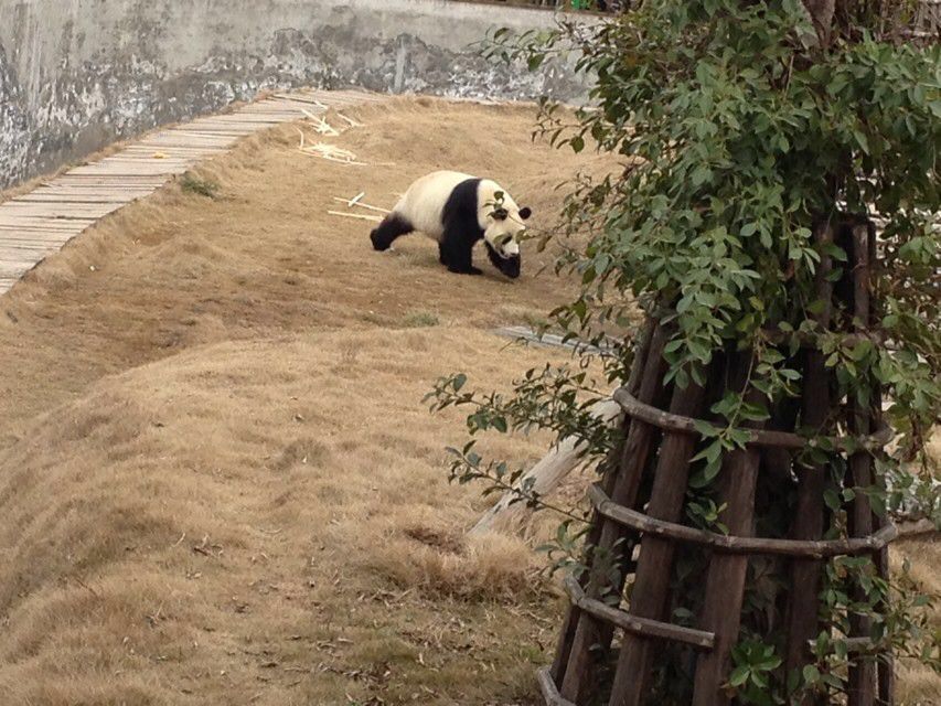 【携程攻略】四川南充阆中熊猫乐园好玩吗,四川熊猫怎