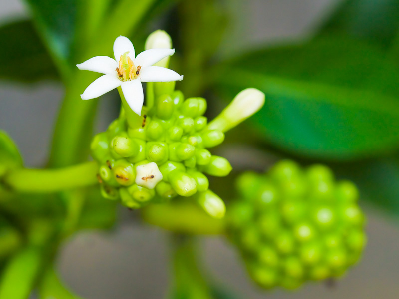 诺丽果_诺丽果酵素的功效_诺丽果的功效与作用 - 图片专栏 - 迈浩资讯网