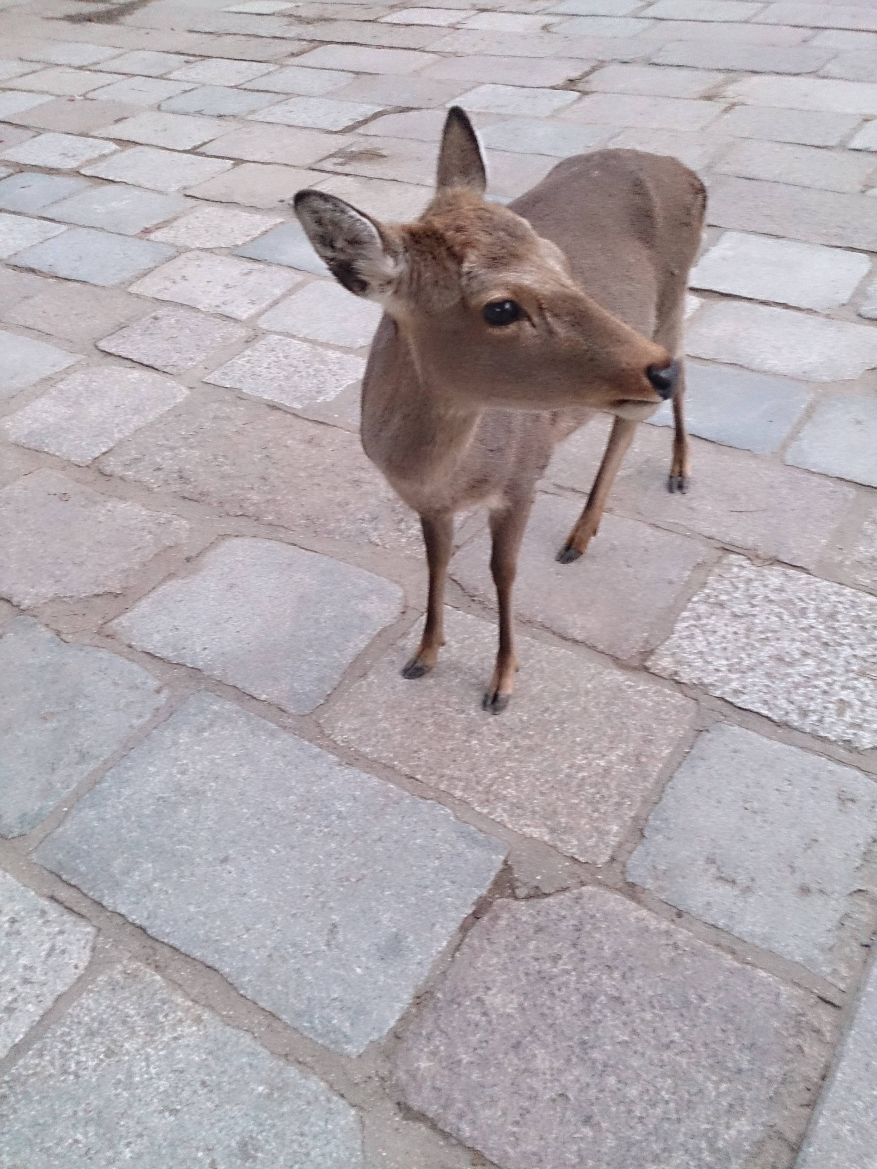 小鹿小鹿 携程网