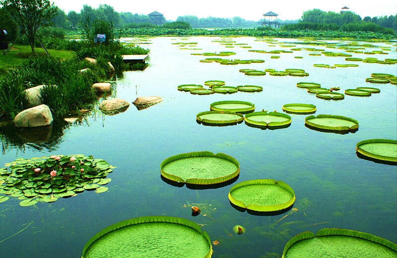 荷塘月色湿地公园旅游景点攻略图