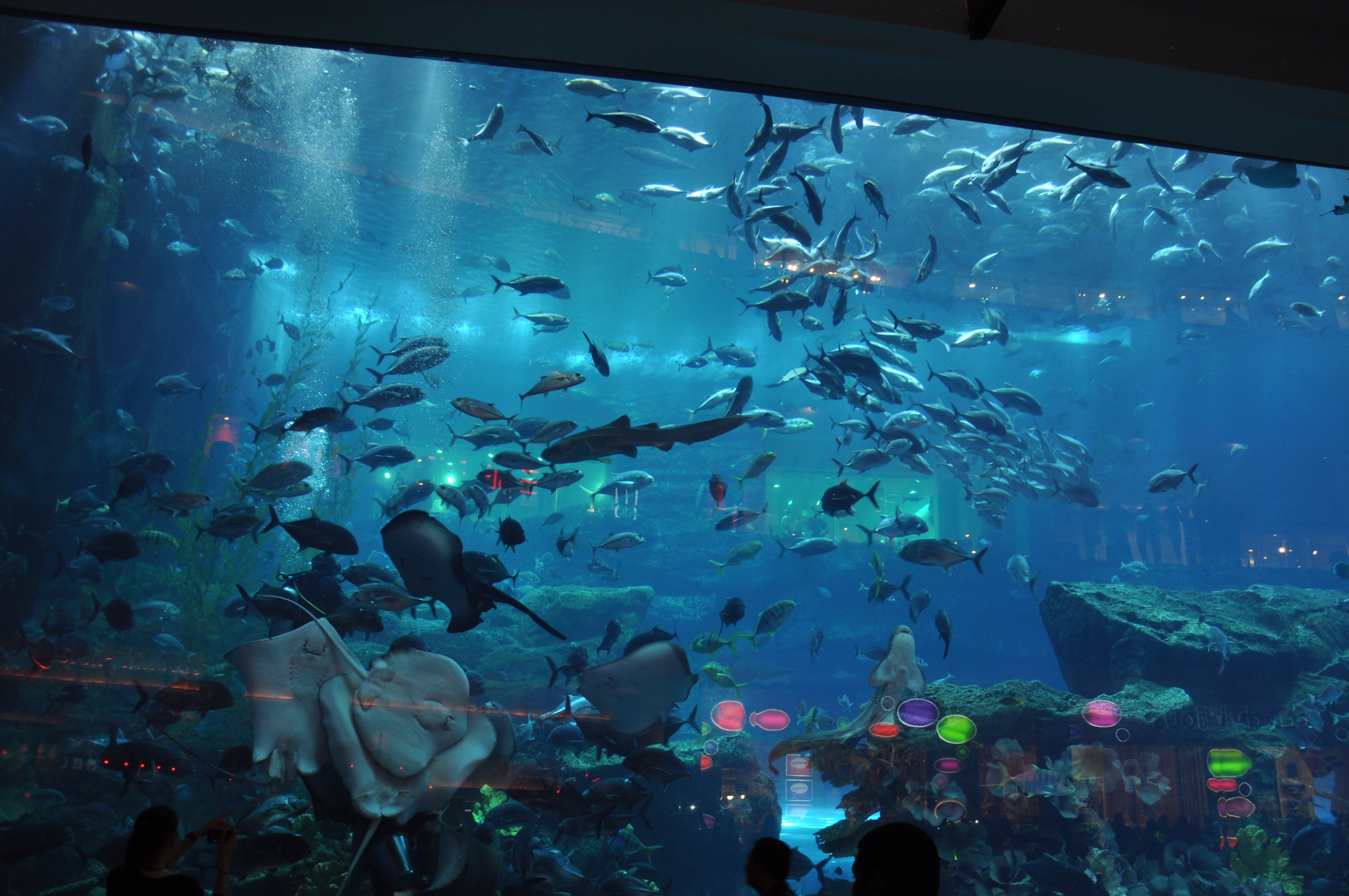 【携程攻略】迪拜迪拜水族馆好玩吗,迪拜迪拜水族馆景点怎么样_点评_