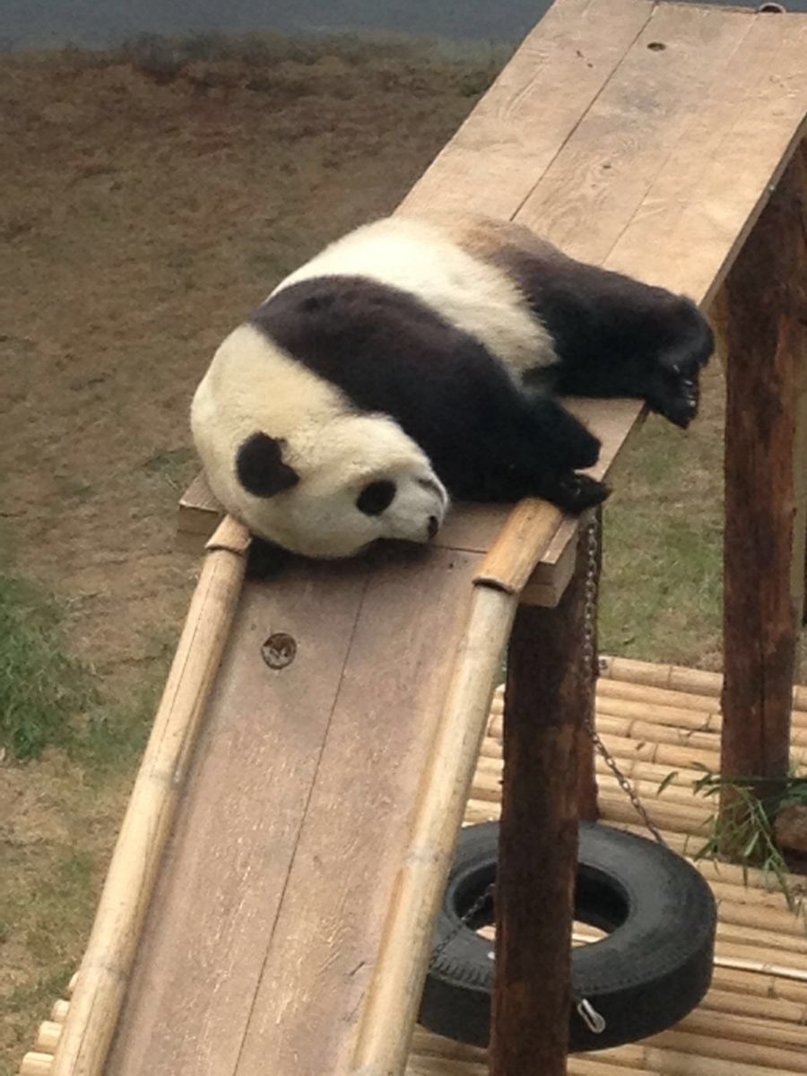 放暑假带孩子去玩,提前在网上订票,不用兑换,直接凭短信二维码就可以入园,方便极了。网站上说开园时间是八点半,可能是因为暑假人多,八点就开门了。入口有游客中心可以存包。去动物园玩一定要提前买好胡萝卜,园里卖十元就很小的一把,我在外面市场买的三元钱整整一塑料袋,老板娘听说是去动物园还好心的切成细条。因为昨天去圣亚被挤怕了,所以去动物园起早来排队,八点开门就进去了,基本上都没有什么人,进园后本来想去熊猫馆,但是太早了,没开门,就直接奔向野生动物散养区。早上的空气真的很新鲜,漫步在林间栈道,心旷神怡。预想时间有点