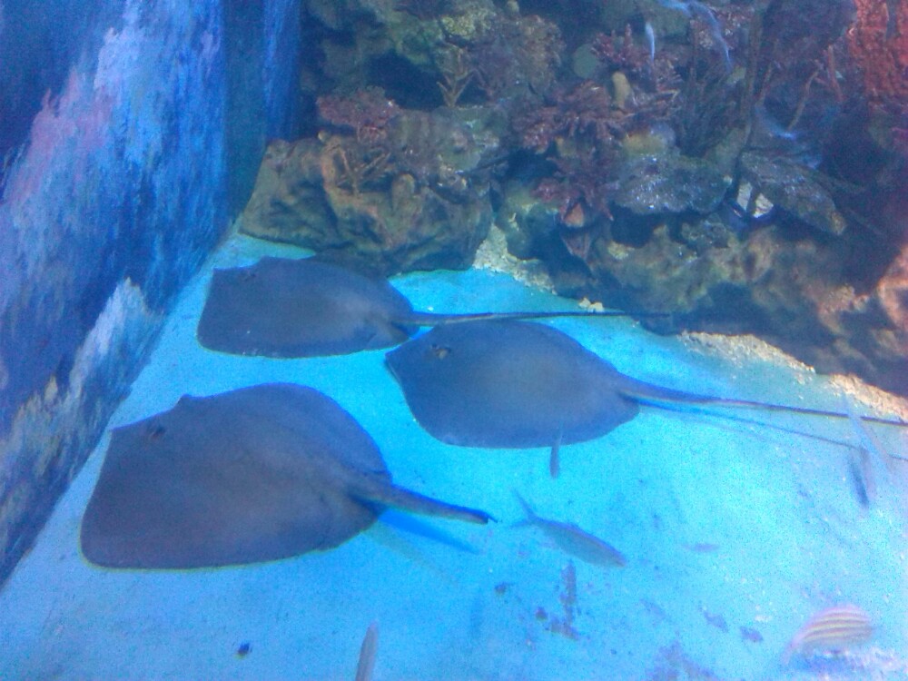 青岛极地海洋世界图片_游青岛极地海洋世界_