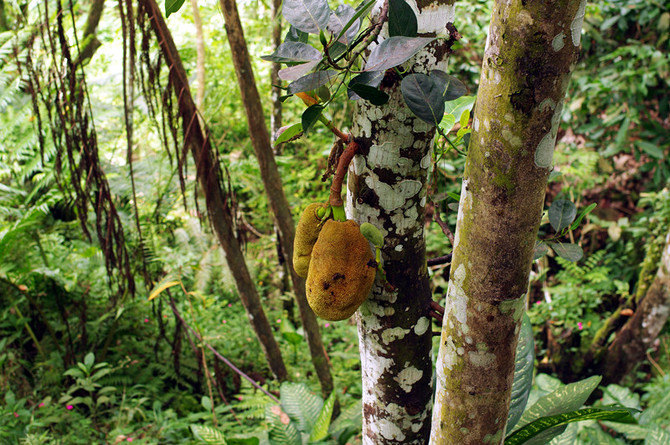 宝葫芦游记之长滩(打卡)、达沃、萨马尔岛,美食