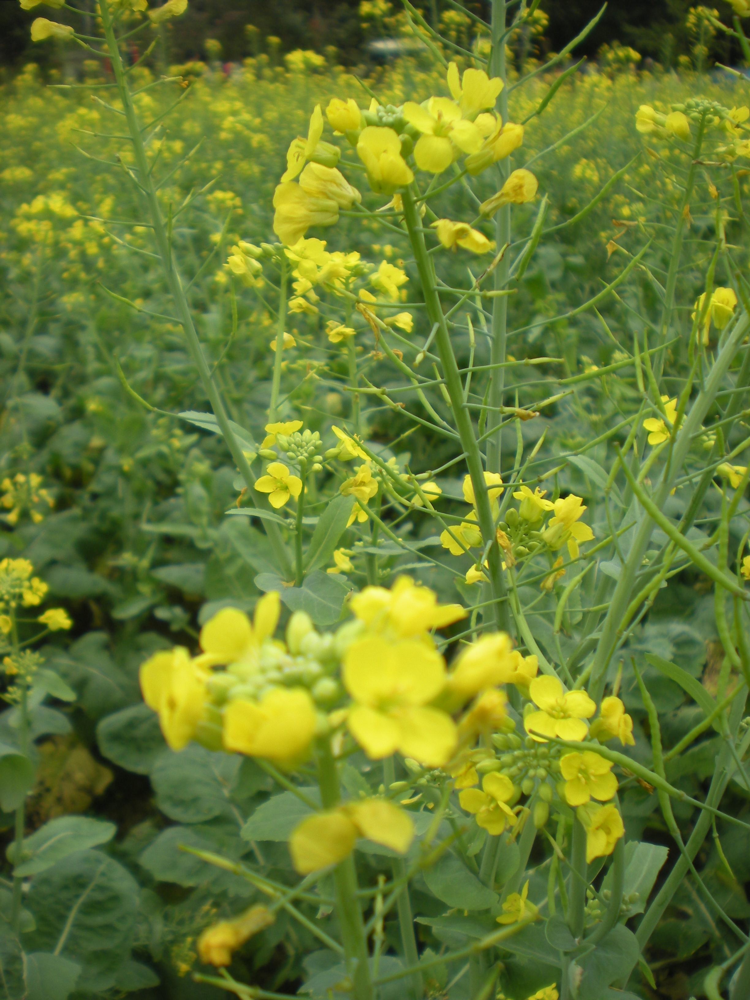 增城油菜花