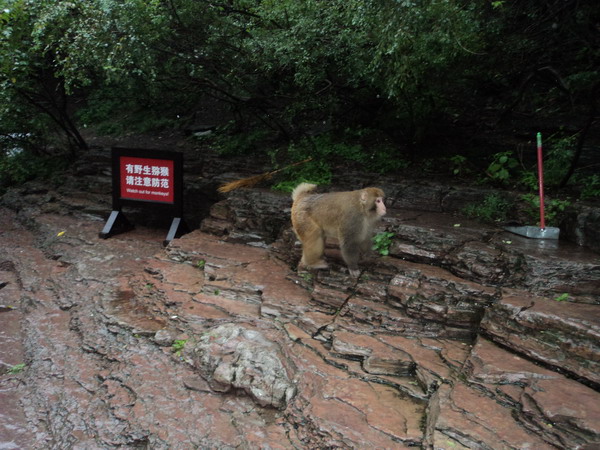 猕猴谷,云台山猕猴谷攻略/地址/图片/门票【携程攻略】