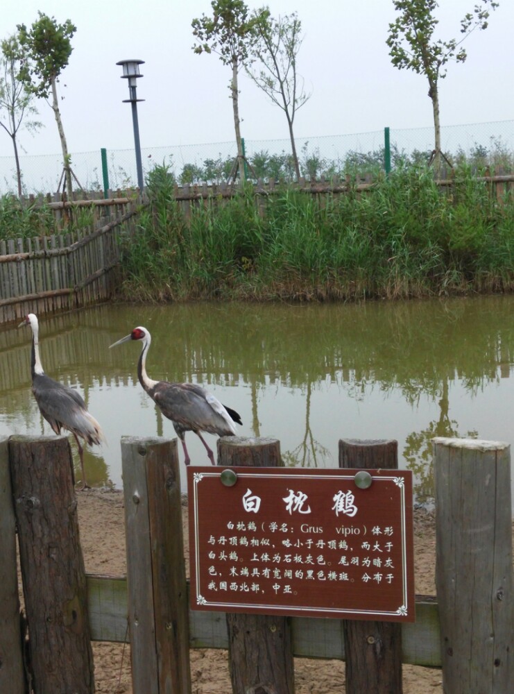 盐城大丰港动物园看熊猫