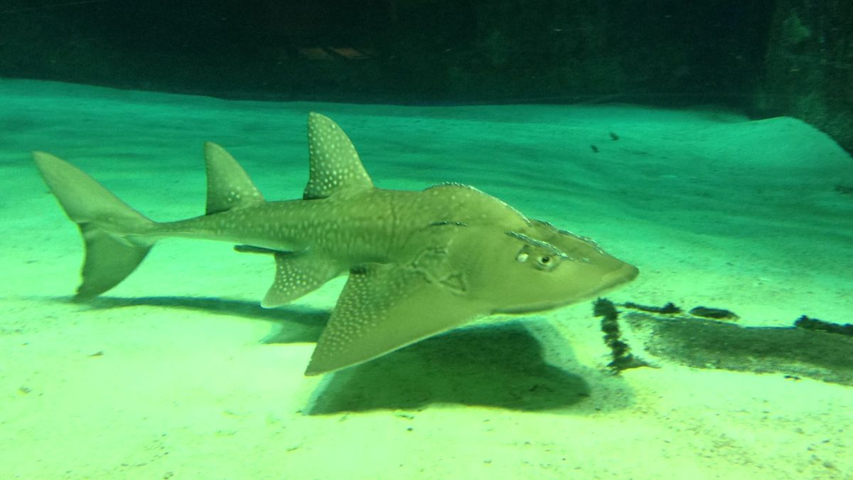 冲绳的水族馆很美